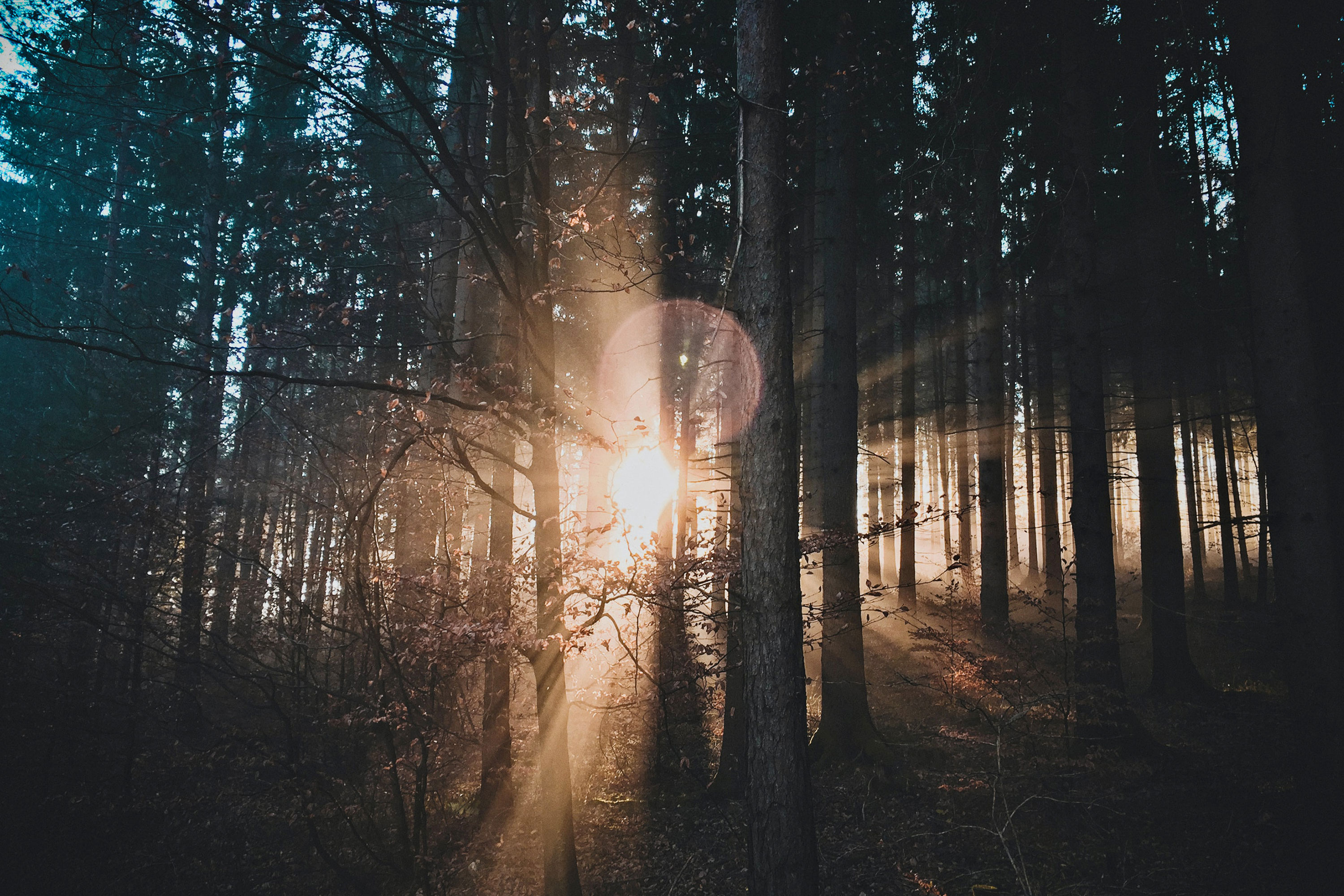 Forest sunlight